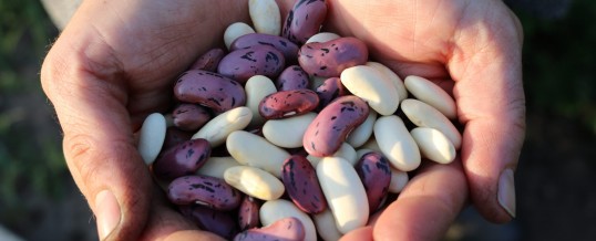 Here’s a Secret: Your Gut is Happier with Beans