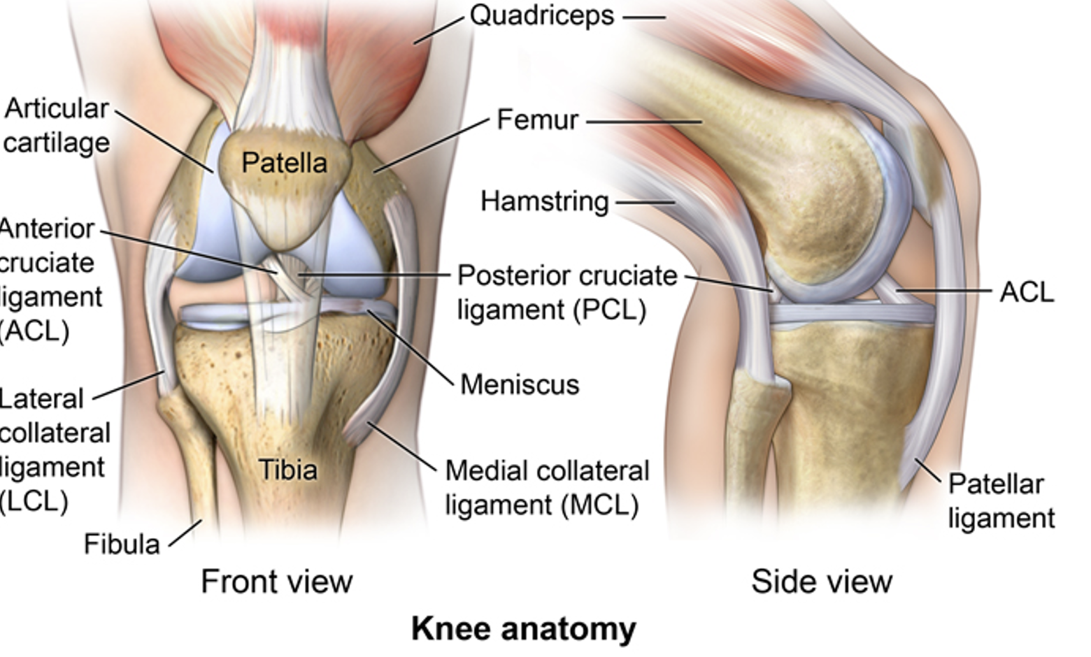 Боль коленной связки. Коленный сустав анатомия. Сухожилия коленного сустава. Мышцы коленного сустава. Связки и сухожилия коленного сустава.